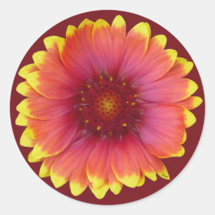 Gaillardia 1 classic round sticker