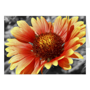 Gaillardia Blanket Flower Blank Inside Thank You Cards