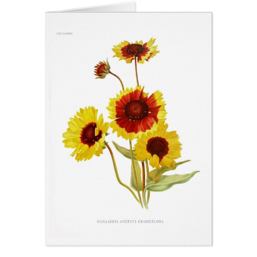 Gaillardia Cards (Front)