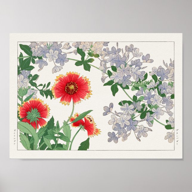 Gaillardia, Plumbago by Tanigami Konan Poster (Front)