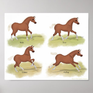 Gaits of the Horse Walk Trot Canter Gallop Sorrel Poster