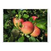 Gala Apples Cards (Front Horizontal)