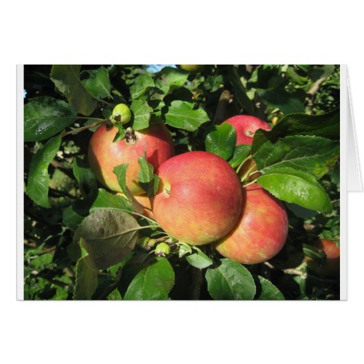 Gala Apples Cards (Front Horizontal)