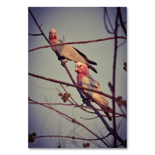 Galah birds in tree 1 table number (Front)