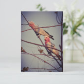 Galah birds in tree 2 (Standing Front)