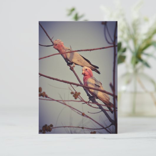 Galah birds in tree 2 (Standing Front)