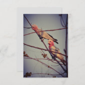 Galah birds in tree 2 (Front/Back)