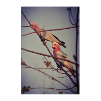Galah birds in tree 2 acrylic print