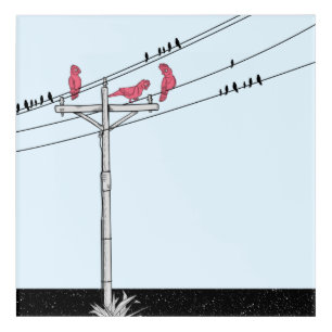 Galah Birds on a powerline. Acrylic Print