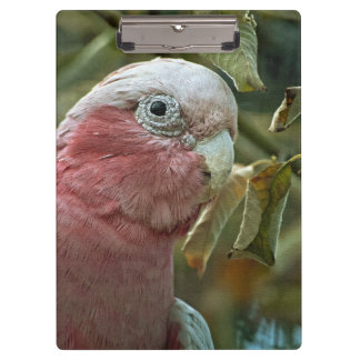 Galah Cockatoo Pink Australian Bird Portrait Clipboard