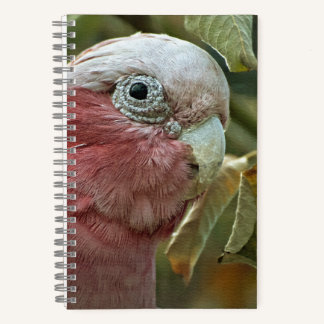 Galah Cockatoo Pink Australian Bird Portrait Notebook