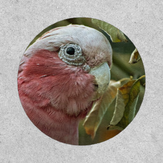 Galah Cockatoo Pink Australian Bird Portrait Patch