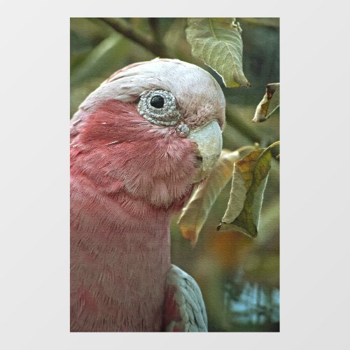 Galah Cockatoo Pink Australian Bird Portrait Wall Decal