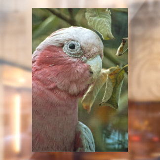 Galah Cockatoo Pink Australian Bird Portrait Window Cling