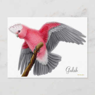 Galah Cockatoo Postcard