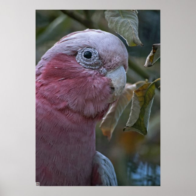 Galah or Rose-breasted Cockatoo Poster (Front)