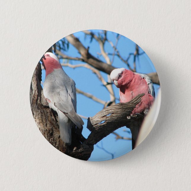 Galah Pinback Button (Front)