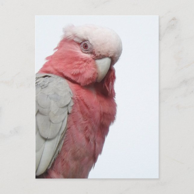 Galah Postcard (Front)
