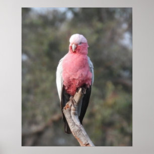 Galah  poster