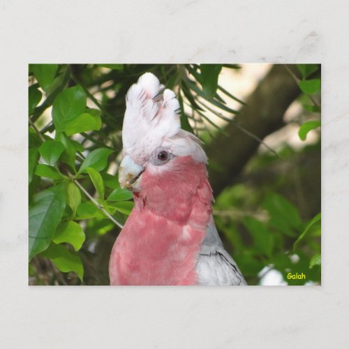Galah Rose BreastedRoseate Cockatoo Postcard