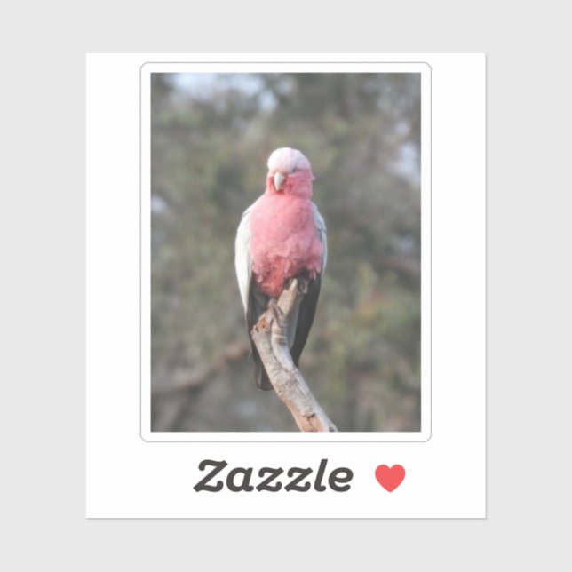 Galah Sticker (Sheet)