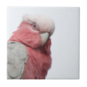 Galah Tile