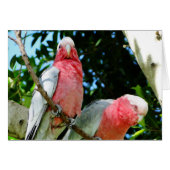 Galahs (Rose Breasted/Roseate Cockatoos) (Front Horizontal)