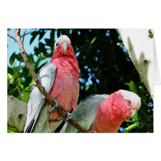Galahs (Rose Breasted/Roseate Cockatoos) (Front Horizontal)