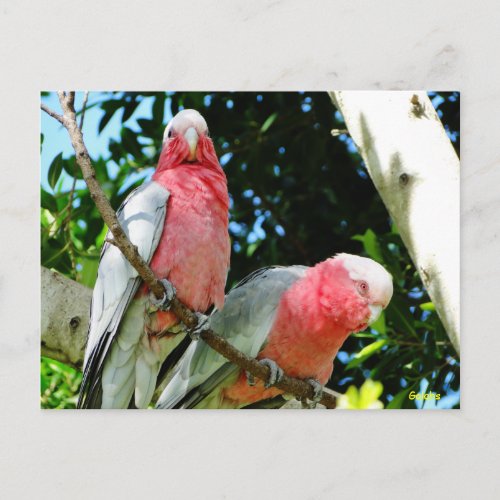 Galahs Rose BreastedRoseate Cockatoos Postcard