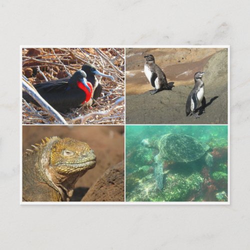 galapagos animal four postcard