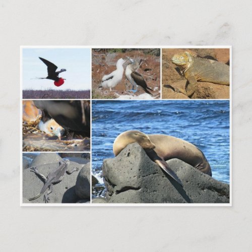 galapagos animal sea lion postcard