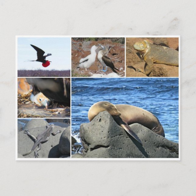 galapagos animal sea lion postcard (Front)