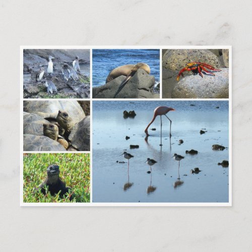 galapagos animals postcard