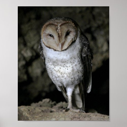 Galapagos Barn Owl Poster