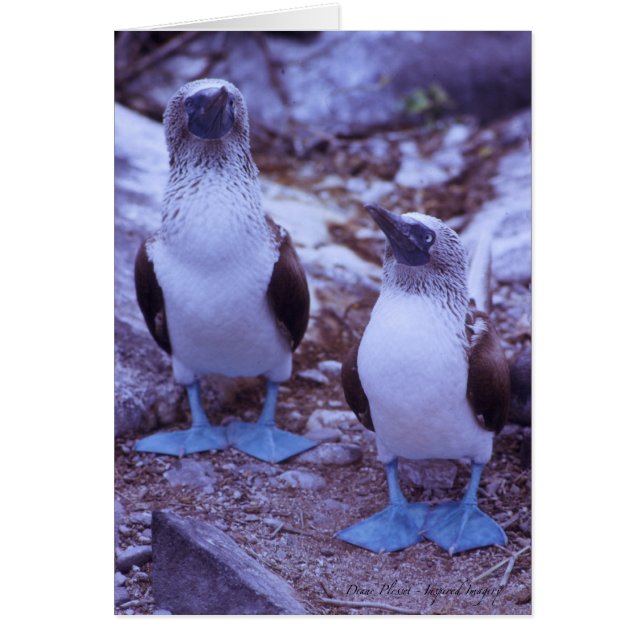 Galapagos Blue-Footed Birds Cards (Front)