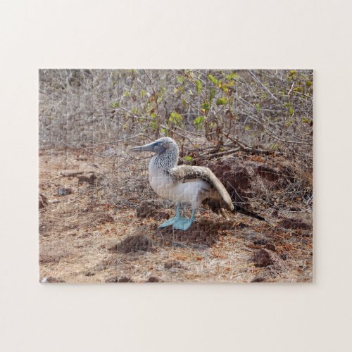 Galapagos blue_footed booby jigsaw puzzle