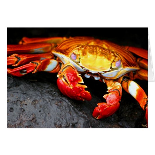 Galapagos Crab Cards (Front Horizontal)