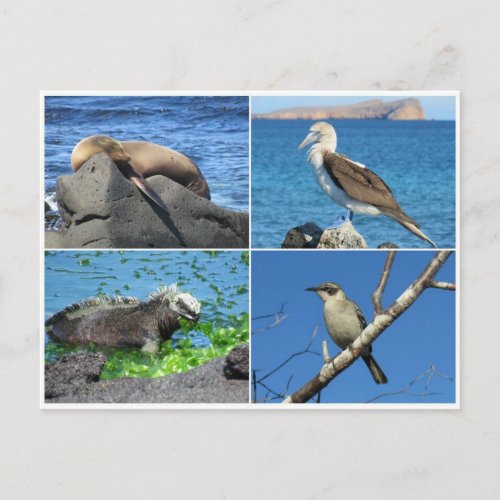 galapagos four postcard