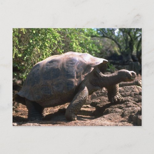 Galapagos Giant Tortoise Dome_Shaped type walkin Postcard