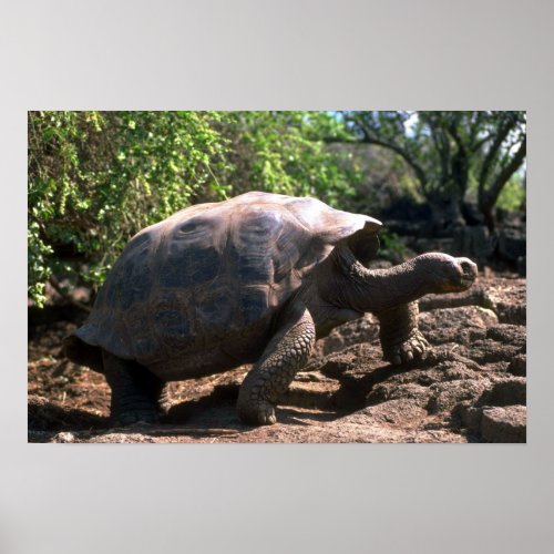 Galapagos Giant Tortoise Dome_Shaped type walkin Poster