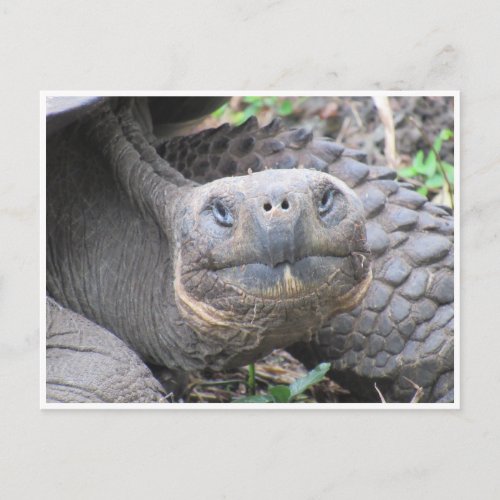 galapagos giant tortoise face postcard