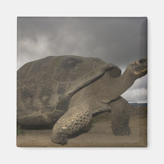 Galapagos Giant Tortoise Geochelone Magnet (Front)