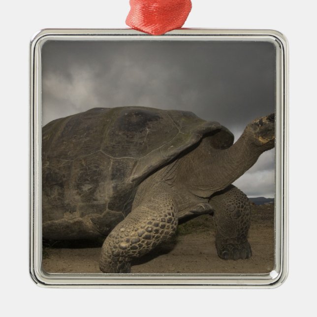Galapagos Giant Tortoise Geochelone Metal Ornament (Front)
