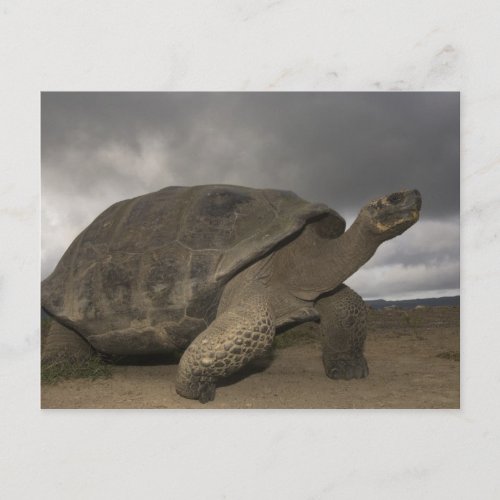 Galapagos Giant Tortoise Geochelone Postcard