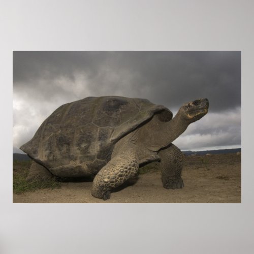 Galapagos Giant Tortoise Geochelone Poster