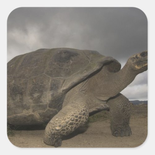 Galapagos Giant Tortoise Geochelone Square Sticker