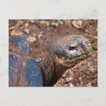 Galapagos Giant Tortoise Postcard by catherinesherman at Zazzle