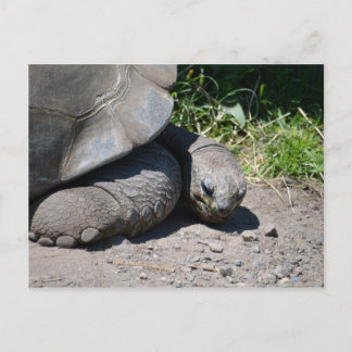 Galapagos Giant Tortoise Postcard
