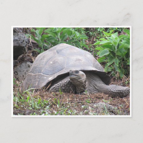 galapagos giant tortoise postcard