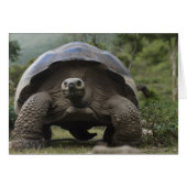 Galapagos Giant Tortoises Geochelone (Front Horizontal)